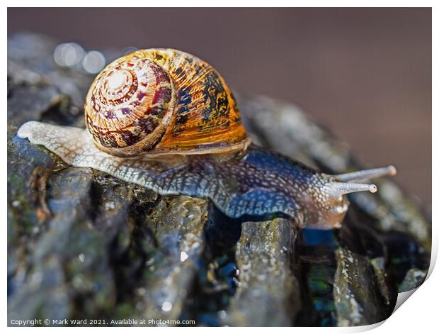 A Snail at High Speed. Print by Mark Ward