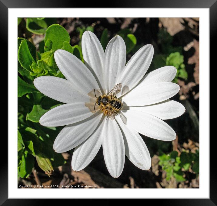 Osteospermum and Co. Framed Mounted Print by Mark Ward