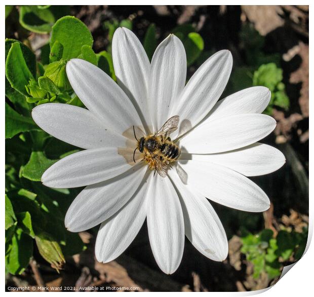 Osteospermum and Co. Print by Mark Ward
