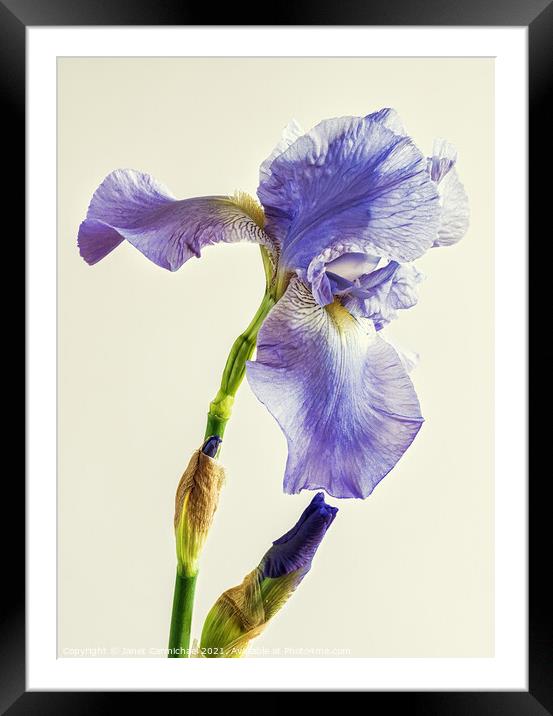 Beautiful Bearded Iris Framed Mounted Print by Janet Carmichael