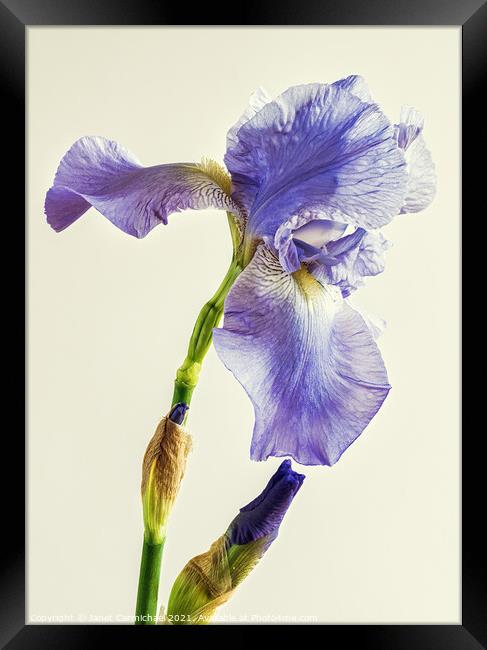 Beautiful Bearded Iris Framed Print by Janet Carmichael