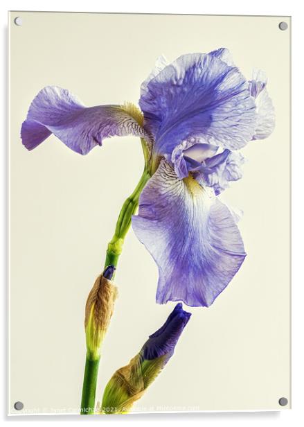 Beautiful Bearded Iris Acrylic by Janet Carmichael
