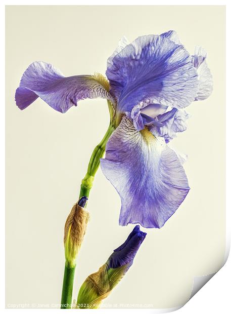 Beautiful Bearded Iris Print by Janet Carmichael