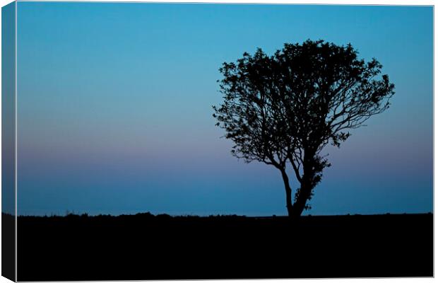 Lone tree at sunset Filey Coast East Yorkshire Canvas Print by Jonathan Thirkell
