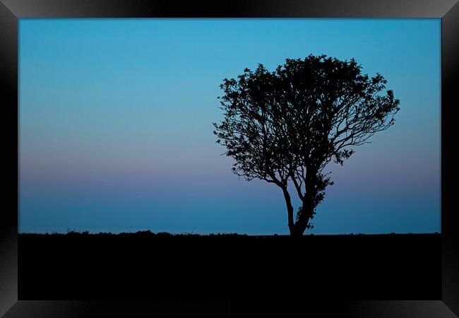 Lone tree at sunset Filey Coast East Yorkshire Framed Print by Jonathan Thirkell