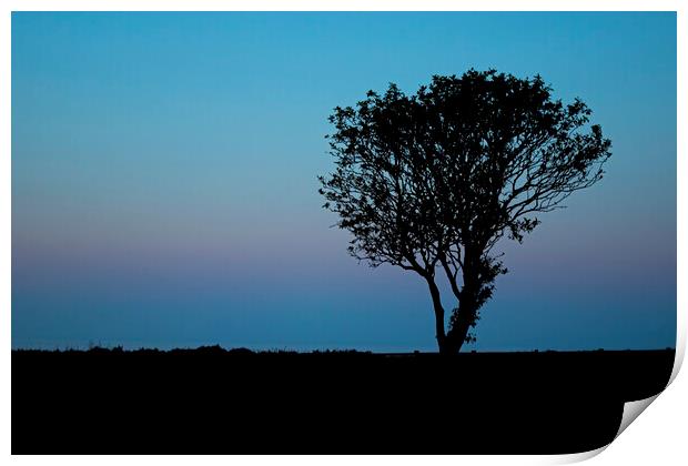 Lone tree at sunset Filey Coast East Yorkshire Print by Jonathan Thirkell