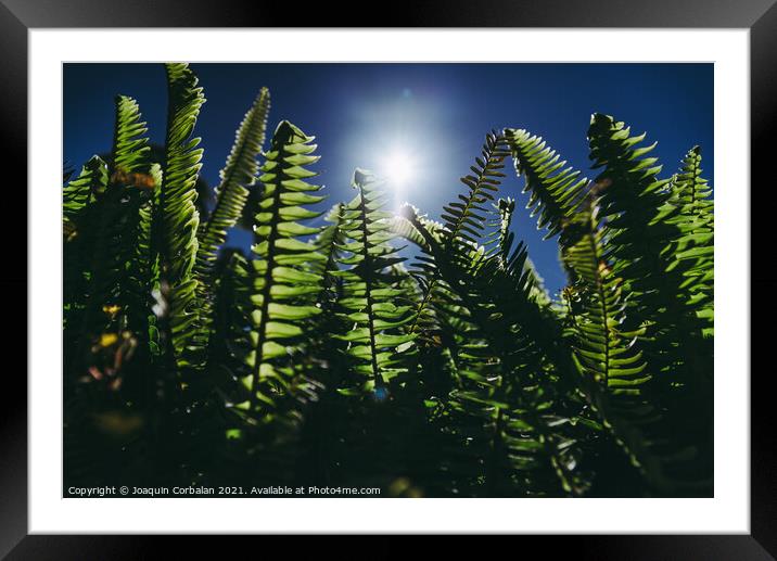 Ferns in the sun suffer the consequences of climate change. Framed Mounted Print by Joaquin Corbalan