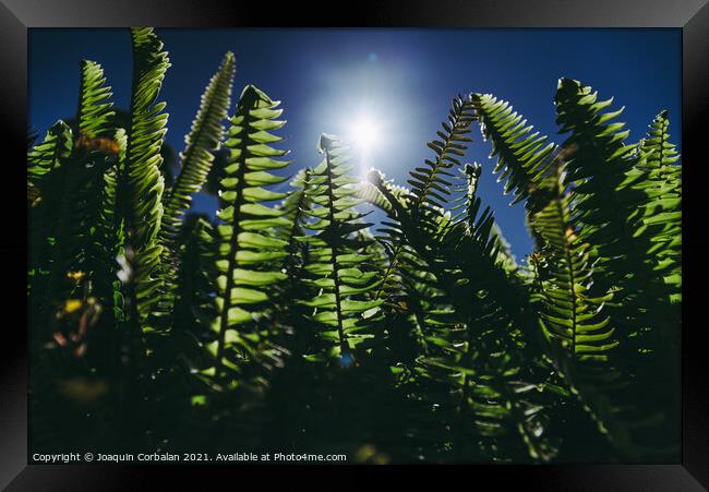 Ferns in the sun suffer the consequences of climate change. Framed Print by Joaquin Corbalan