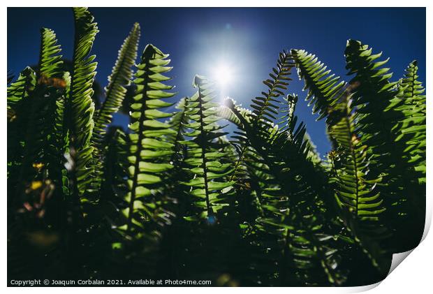 Ferns in the sun suffer the consequences of climate change. Print by Joaquin Corbalan