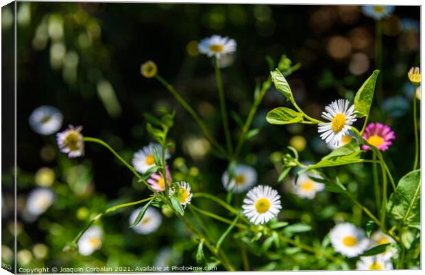 Fresh wild chamomile flowers with a dark background during sprin Canvas Print by Joaquin Corbalan