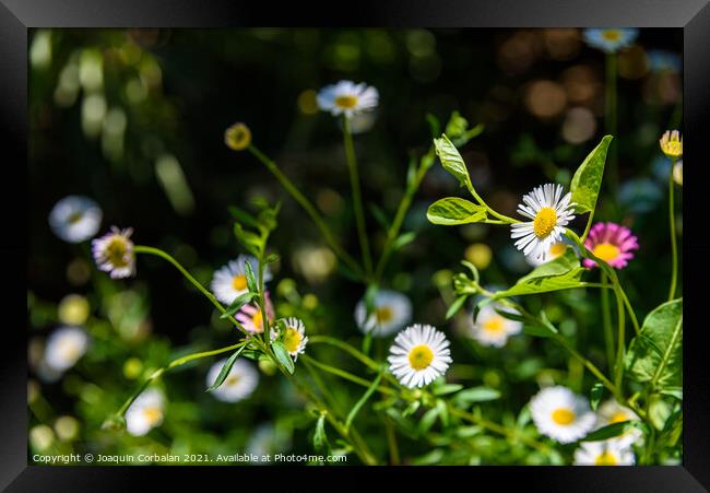 Fresh wild chamomile flowers with a dark background during sprin Framed Print by Joaquin Corbalan