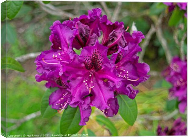 Purple Rhododendron Canvas Print by Mark Ward