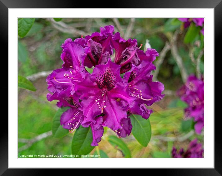 Purple Rhododendron Framed Mounted Print by Mark Ward