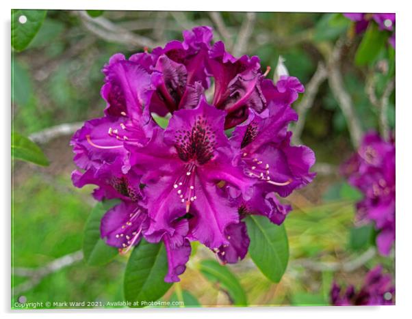 Purple Rhododendron Acrylic by Mark Ward
