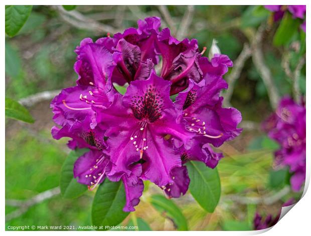 Purple Rhododendron Print by Mark Ward