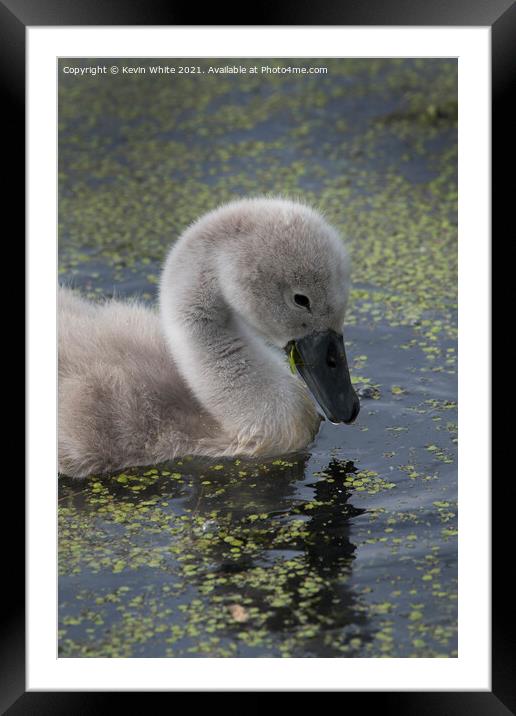 Cygnet Mute swan Framed Mounted Print by Kevin White
