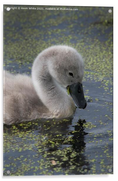 Cygnet Mute swan Acrylic by Kevin White