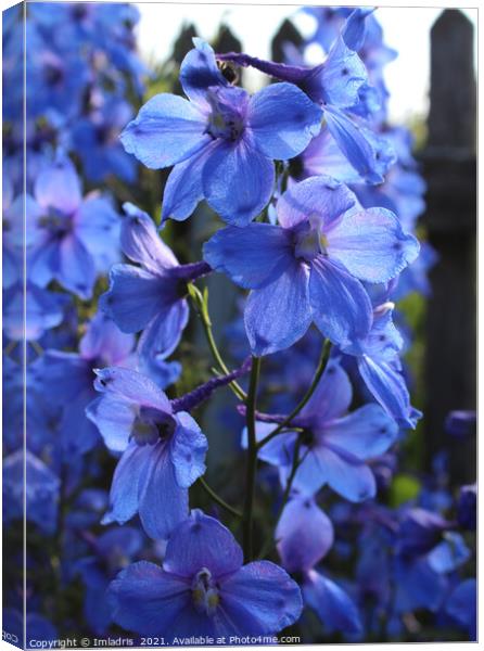 Bright Blue Larkspur Flower Canvas Print by Imladris 