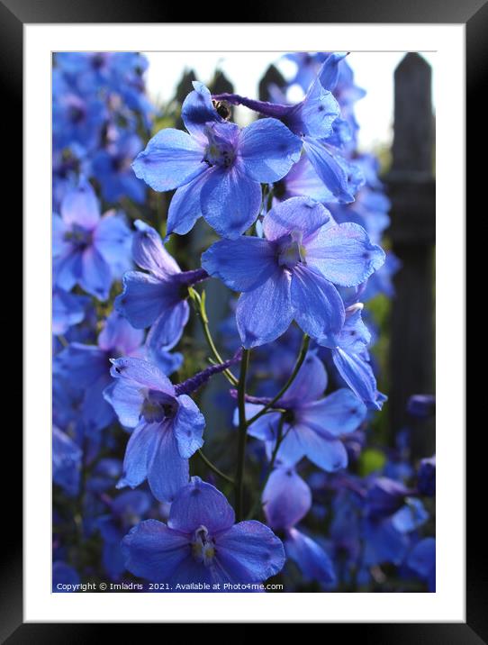 Bright Blue Larkspur Flower Framed Mounted Print by Imladris 