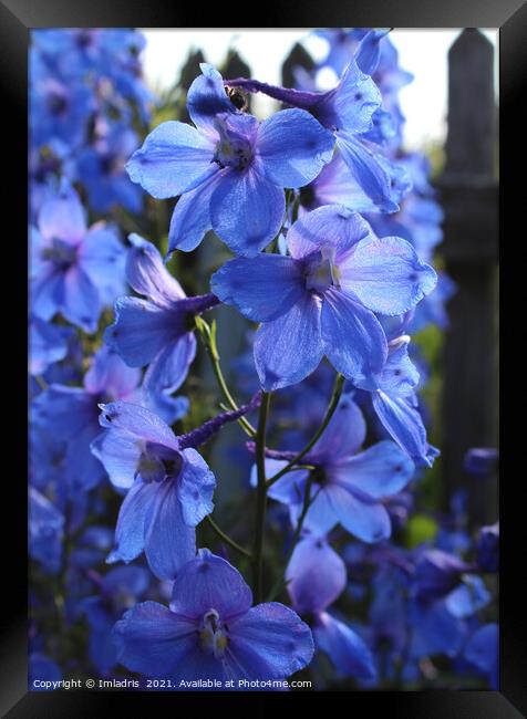 Bright Blue Larkspur Flower Framed Print by Imladris 