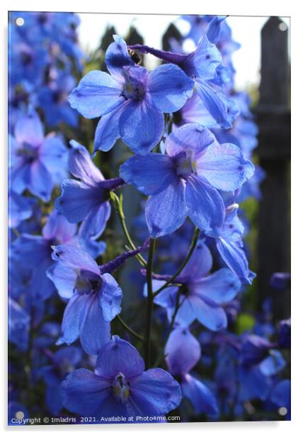 Bright Blue Larkspur Flower Acrylic by Imladris 