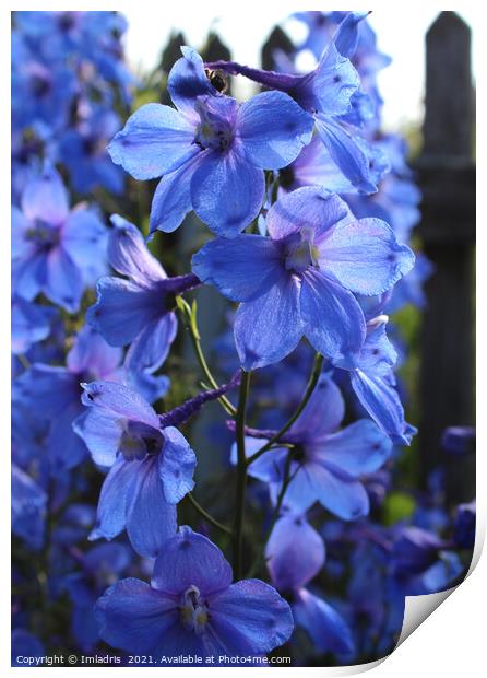 Bright Blue Larkspur Flower Print by Imladris 