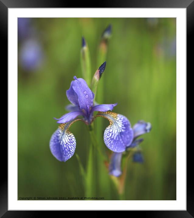 Wet Iris Flower Framed Mounted Print by Simon Johnson