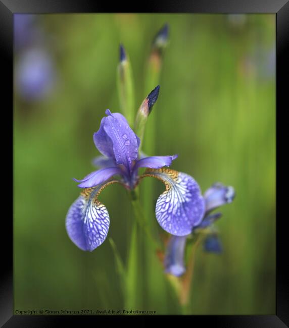 Wet Iris Flower Framed Print by Simon Johnson