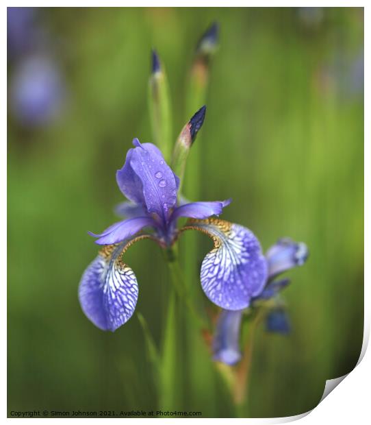 Wet Iris Flower Print by Simon Johnson