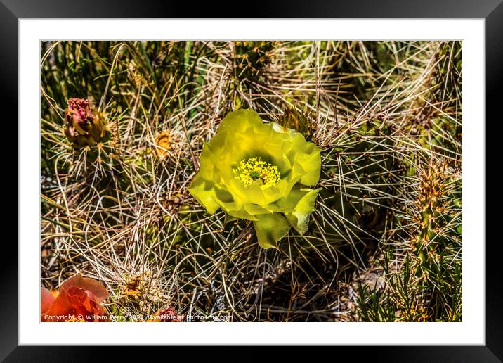 Yellow Pink Blossoms Plains Prickleypear Cactus Blooming Macro Framed Mounted Print by William Perry