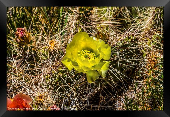 Yellow Pink Blossoms Plains Prickleypear Cactus Blooming Macro Framed Print by William Perry
