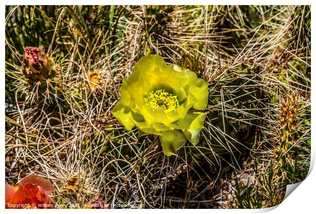 Yellow Pink Blossoms Plains Prickleypear Cactus Blooming Macro Print by William Perry