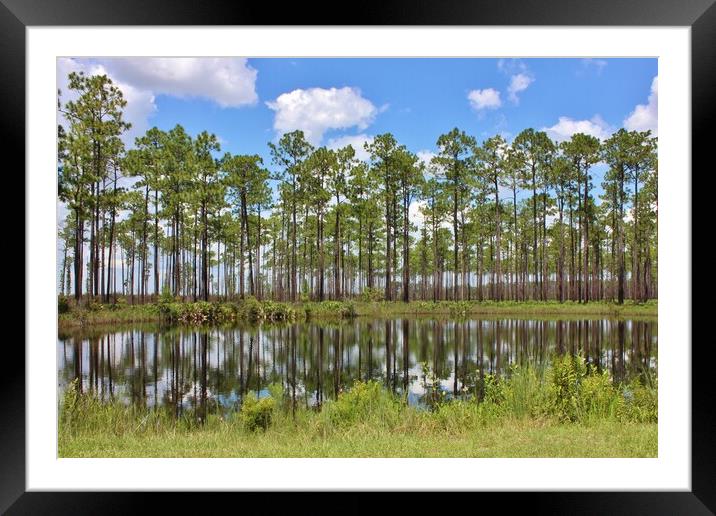 Pine trees in Georgia America Framed Mounted Print by Susan Snow
