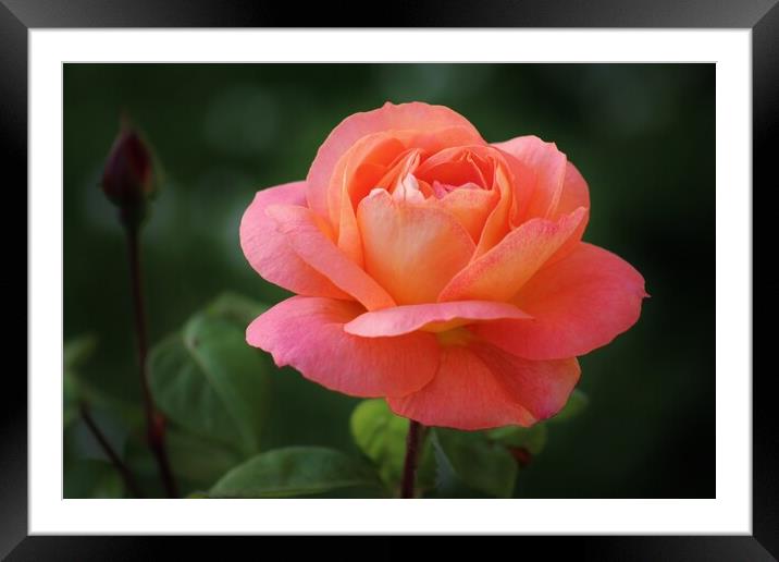 Peach Rose Framed Mounted Print by Susan Snow