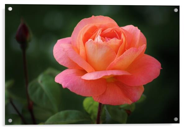 Peach Rose Acrylic by Susan Snow
