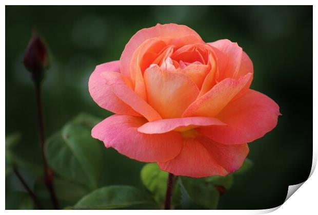 Peach Rose Print by Susan Snow