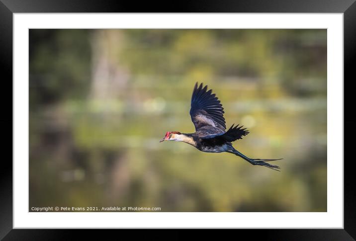 A bird flying across a lake Framed Mounted Print by Pete Evans