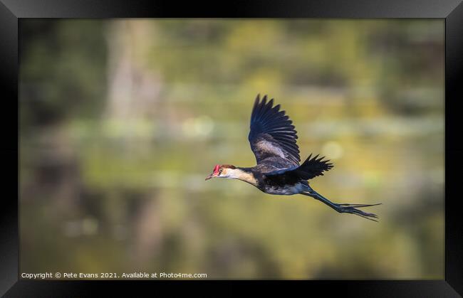 A bird flying across a lake Framed Print by Pete Evans