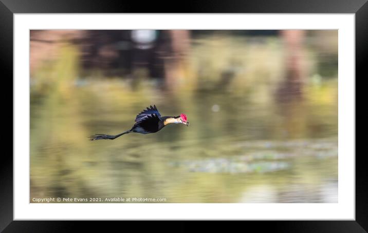 Jacana in Flight Framed Mounted Print by Pete Evans