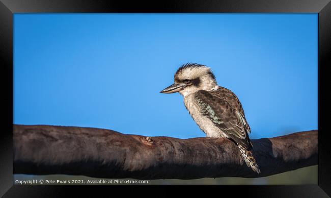 The Laughing Kookaburra Framed Print by Pete Evans