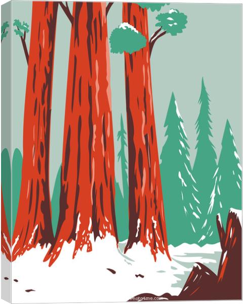 Redwood National and State Park During Winter with Coastal Redwoods Located Northern California WPA Poster Art  Canvas Print by Aloysius Patrimonio