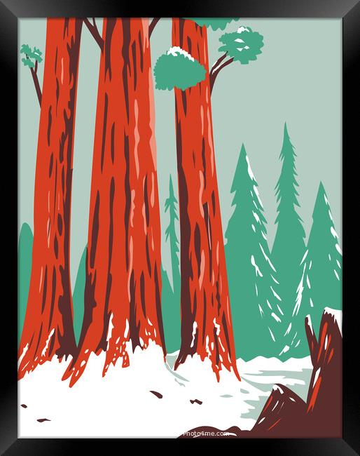 Redwood National and State Park During Winter with Coastal Redwoods Located Northern California WPA Poster Art  Framed Print by Aloysius Patrimonio
