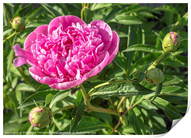 Pink Peony, First to Bloom Print by STEPHEN THOMAS