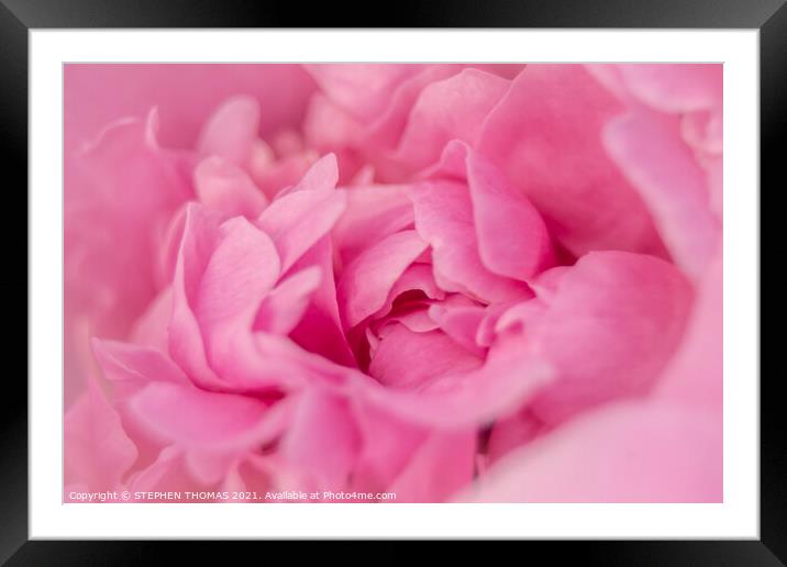Heart of a Peony Framed Mounted Print by STEPHEN THOMAS