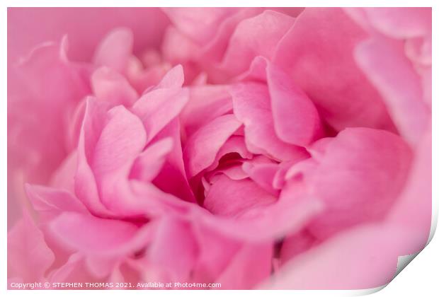 Heart of a Peony Print by STEPHEN THOMAS
