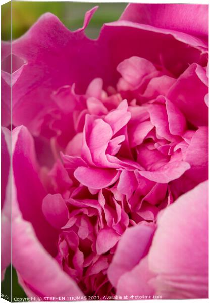 Revealing The Beauty Inside - Pink Peony Canvas Print by STEPHEN THOMAS