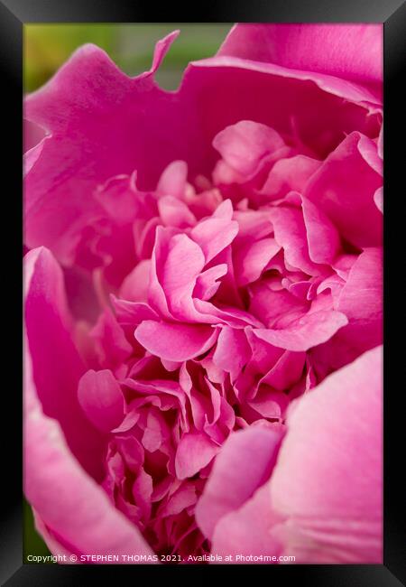 Revealing The Beauty Inside - Pink Peony Framed Print by STEPHEN THOMAS