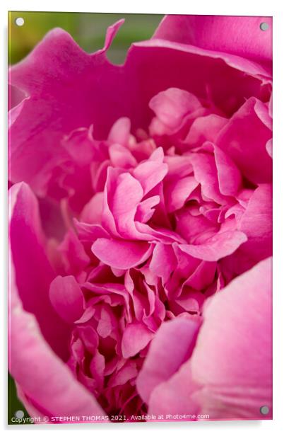 Revealing The Beauty Inside - Pink Peony Acrylic by STEPHEN THOMAS
