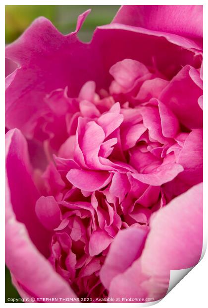 Revealing The Beauty Inside - Pink Peony Print by STEPHEN THOMAS