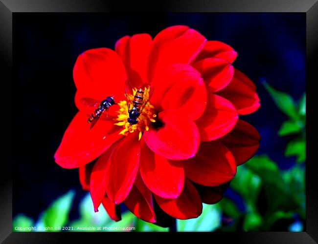 Dahlia (with Hoverflies) Framed Print by john hill